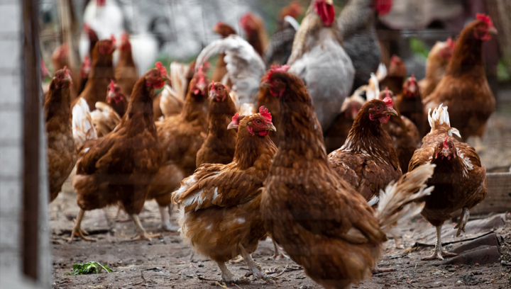 إنفلونزا الطيور H5N1 وأهمية استعداد العيادات للأوبئة